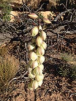 Photo by Allyson Mathis